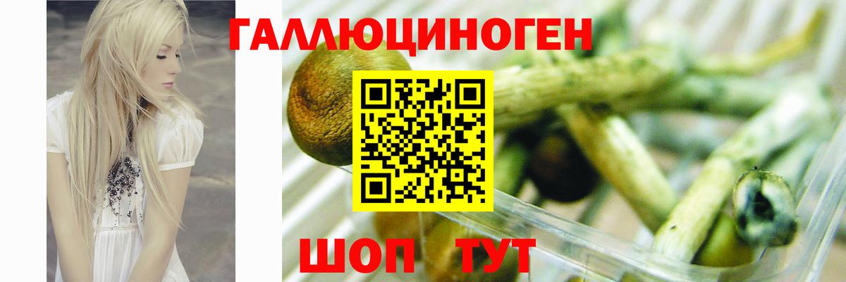 Александров  Псилоцибиновые грибы Psilocybine cubensis  Псилоцибиновые грибы Psilocybine cubensis  Вход с VPN 